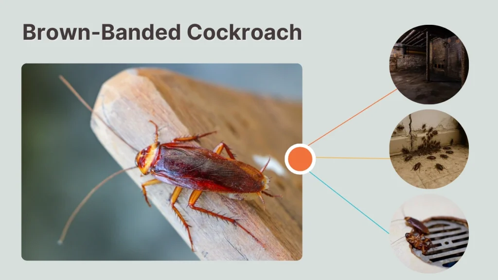 What is a Brown-Banded Cockroach