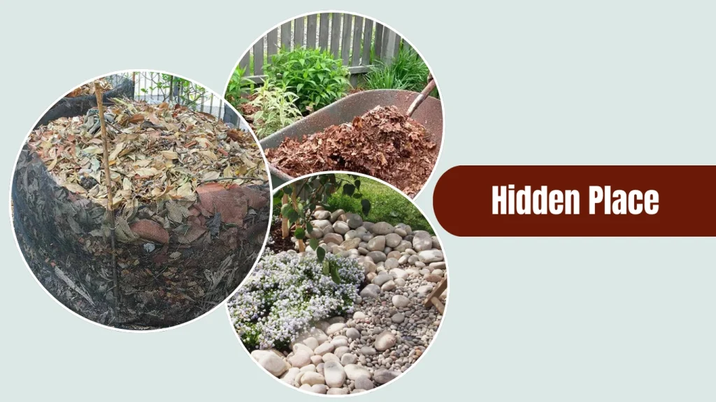 Wingless cockroaches