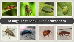 12 Bugs That Look Like Cockroaches (ID with Pictures)
