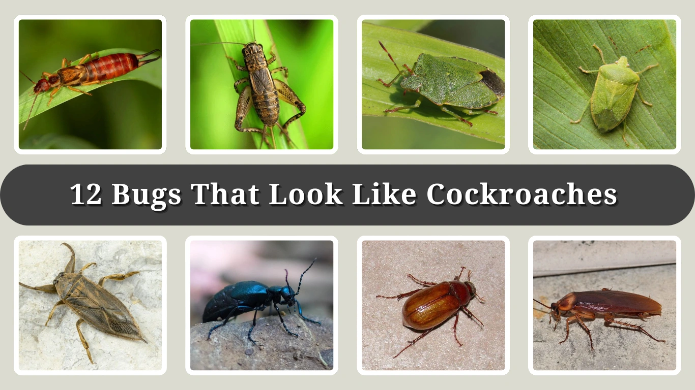 12 Bugs That Look Like Cockroaches (ID with Pictures)