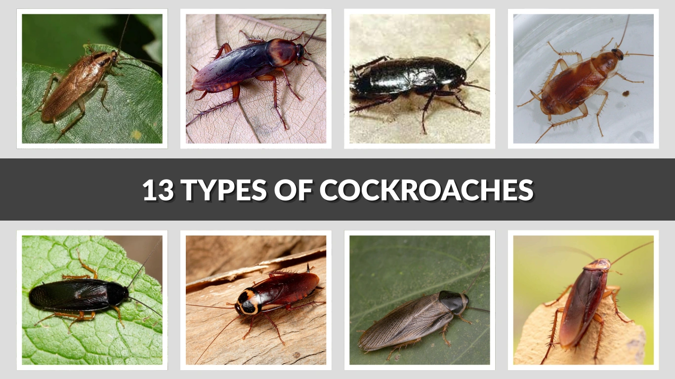 13 Types of Cockroaches Commonly Found in Homes
