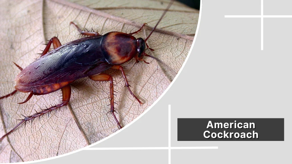 American Cockroach