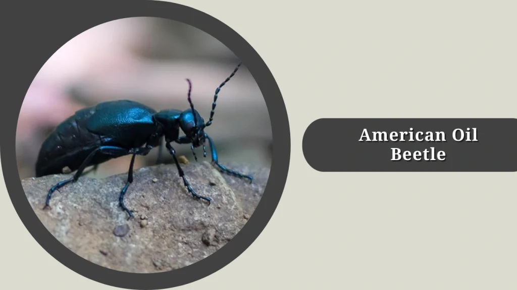 American Oil Beetle