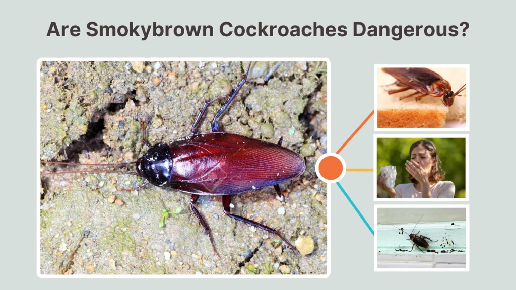 Are Smokybrown Cockroaches Dangerous