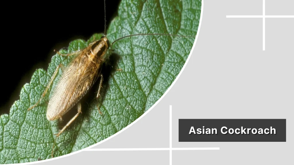 Asian Cockroach