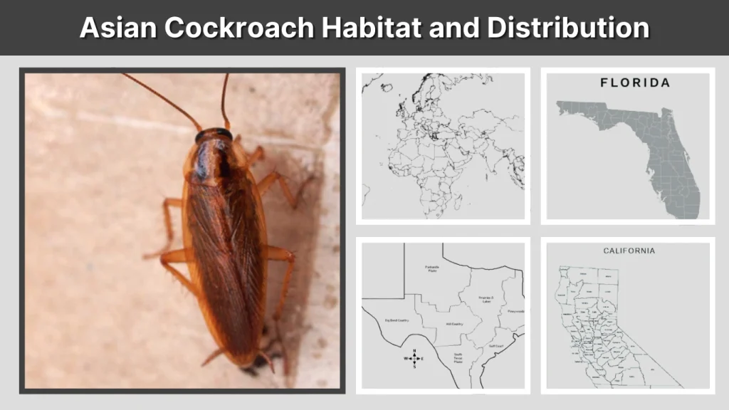 Asian Cockroach Habitat and Distribution