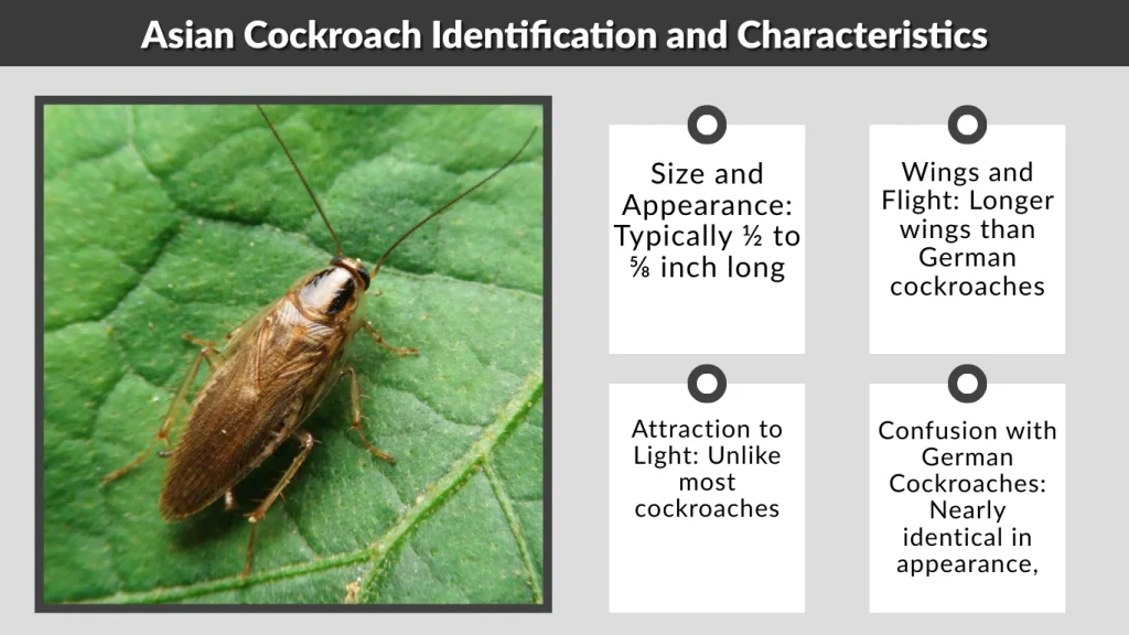 Asian Cockroach Identification and Characteristics