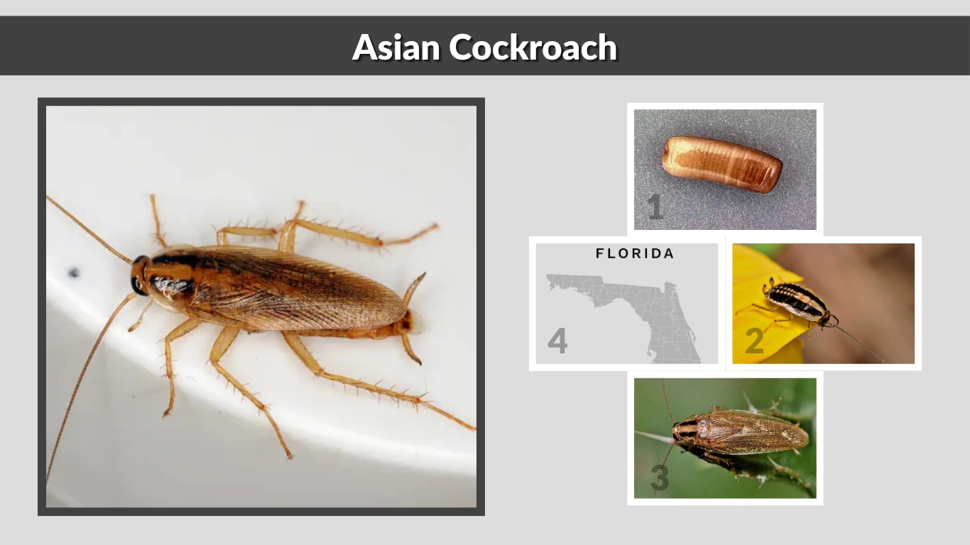 Asian Cockroach Size, Identification, Habits, and Behaviors 