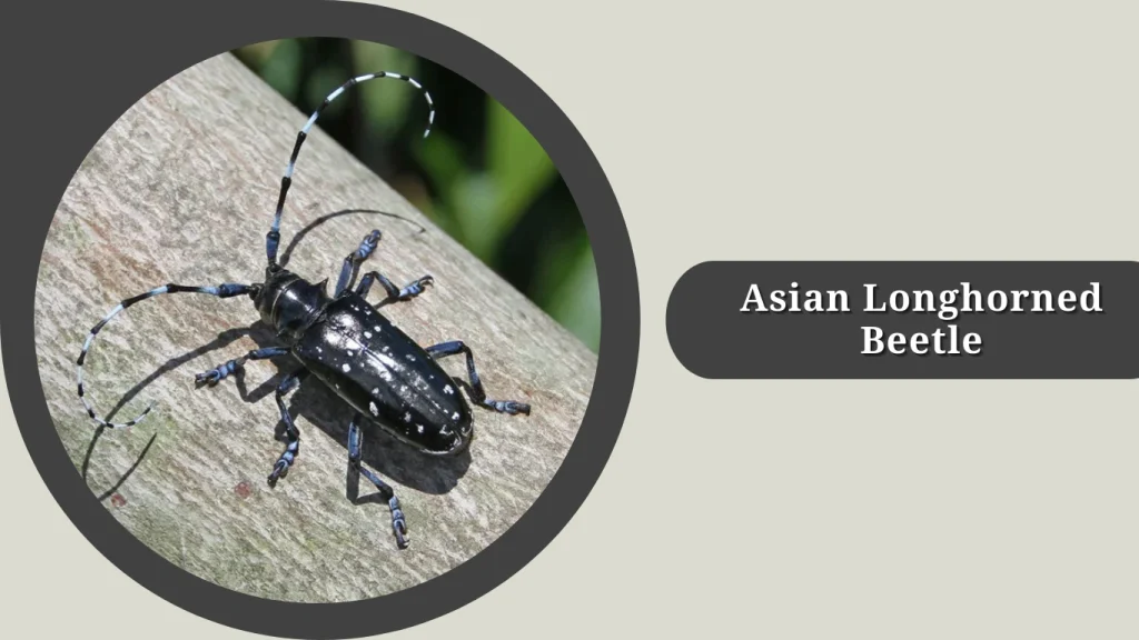 Asian Longhorned Beetle