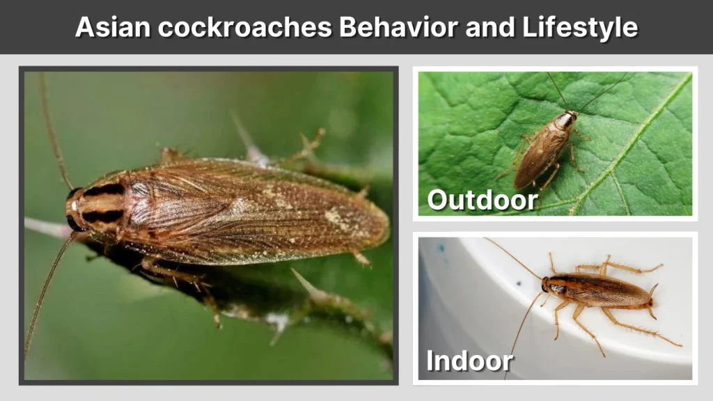 Asian cockroaches Behavior and Lifestyle
