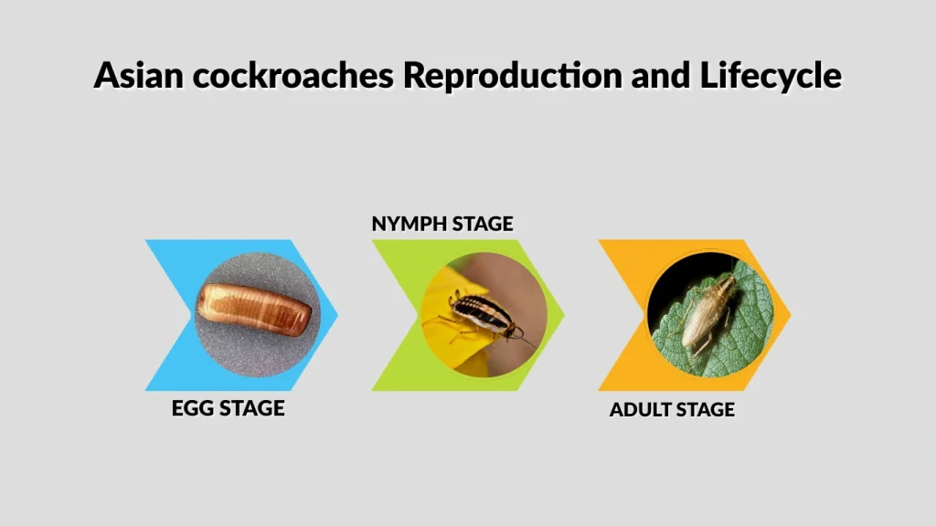 Asian cockroaches Reproduction and Lifecycle
