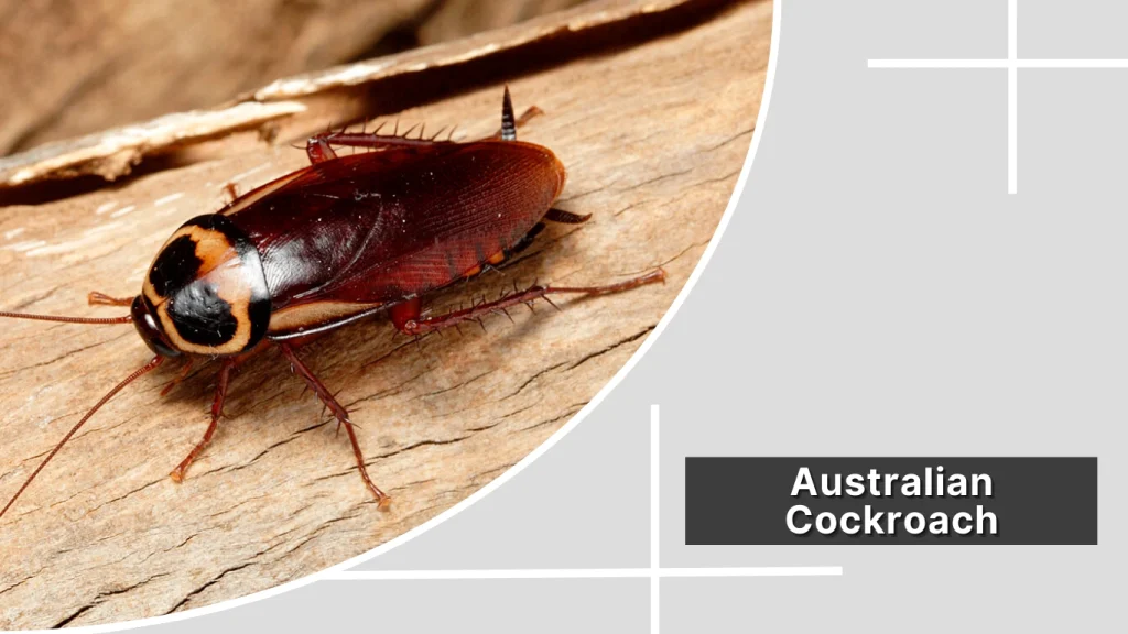 Australian Cockroach