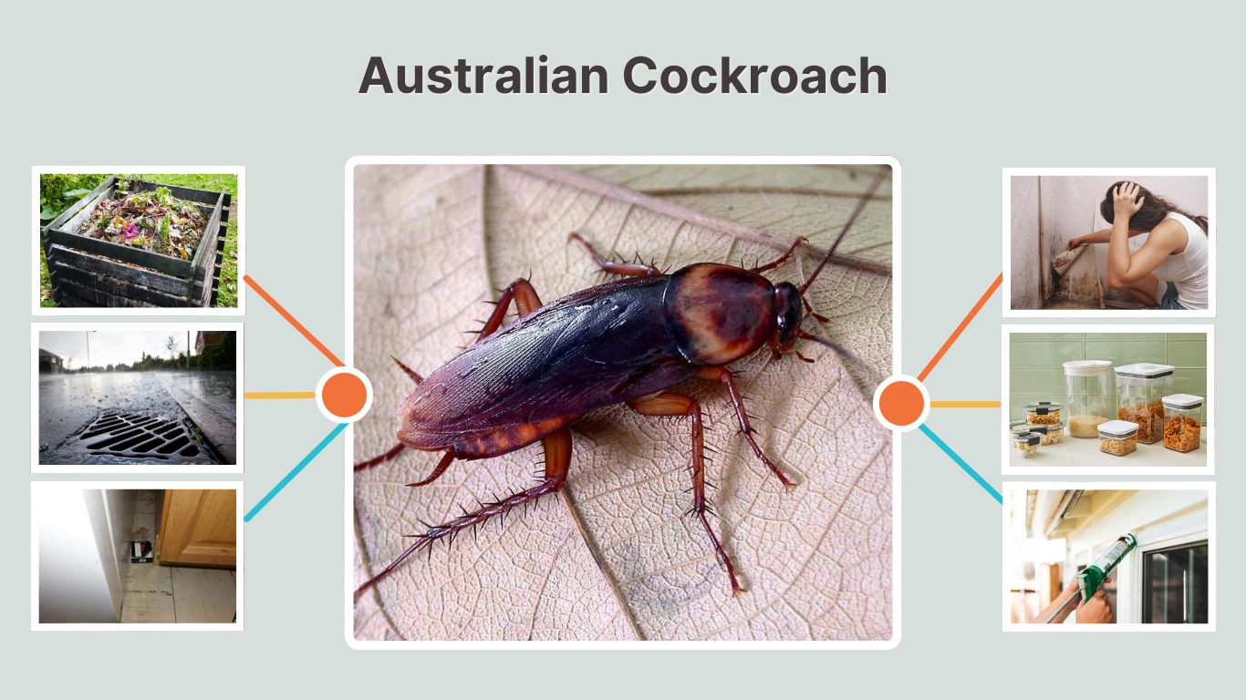 Australian Cockroach Identification, Size, Facts & Control Guide
