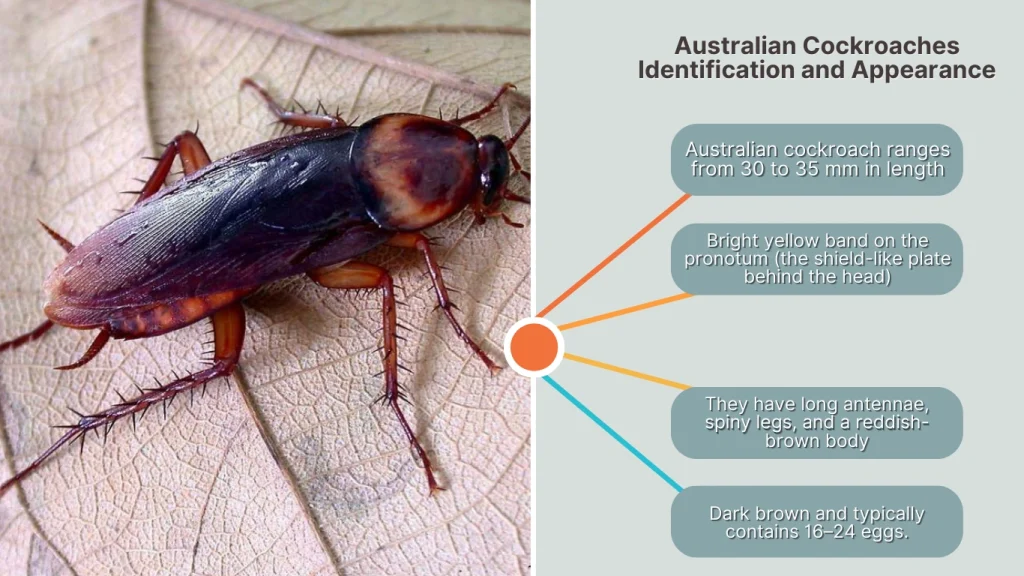 Australian Cockroaches Identification and Appearance