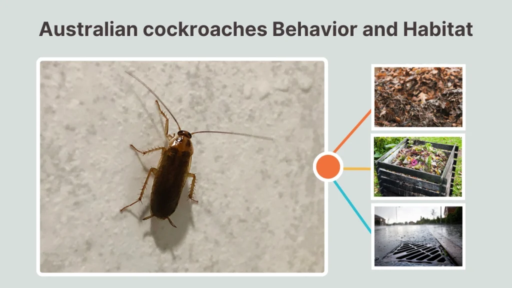 Australian cockroaches Behavior and Habitat