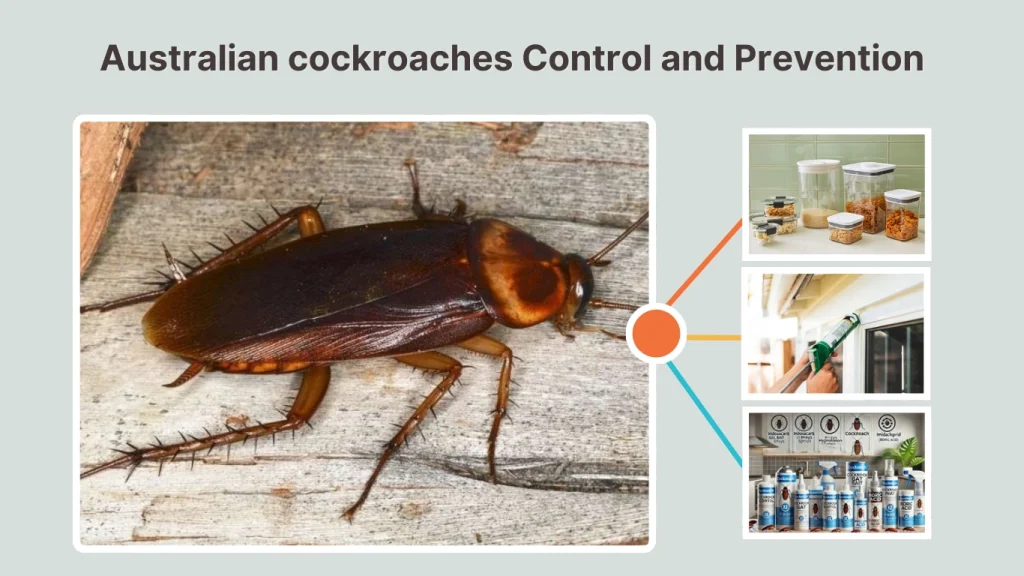 Australian cockroaches Control and Prevention