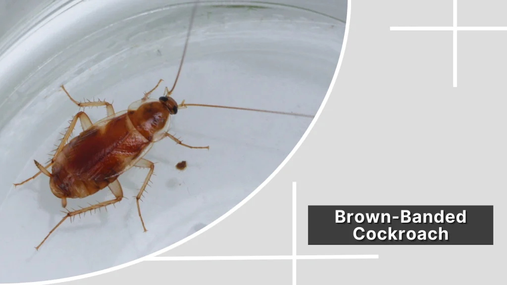 Brown-Banded Cockroach