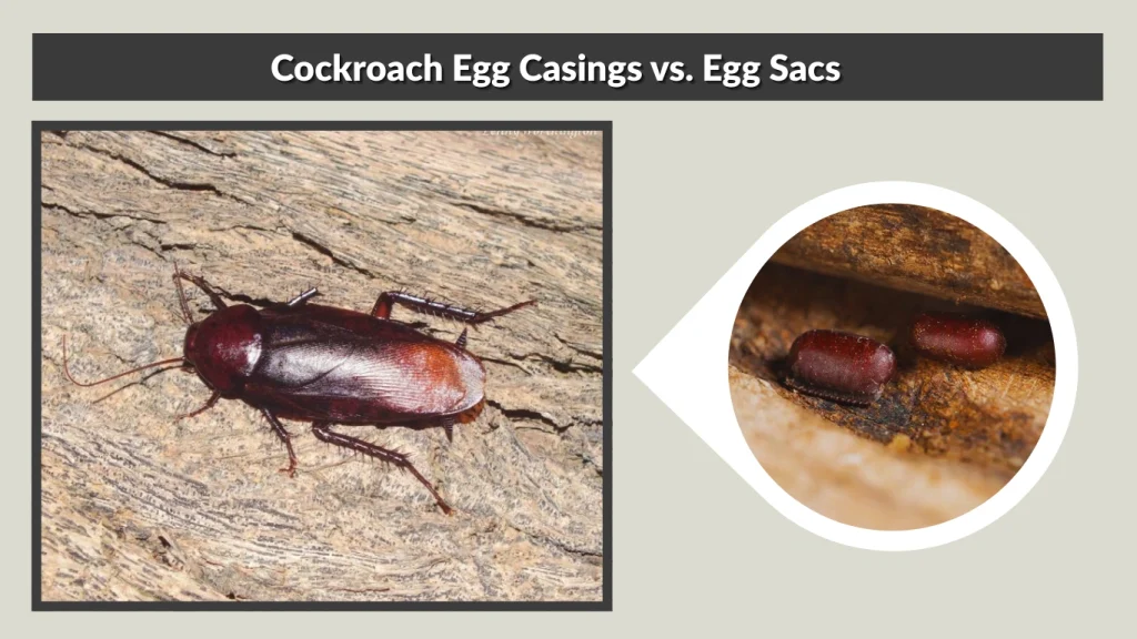 Cockroach Egg Casings vs. Egg Sacs