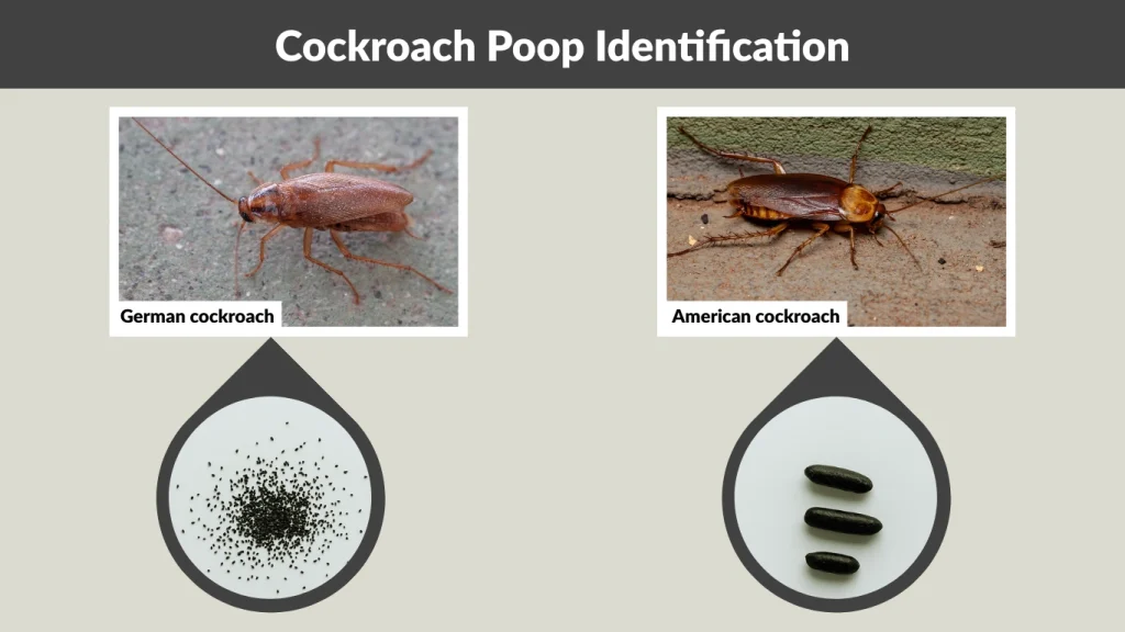 Cockroach Poop Identification