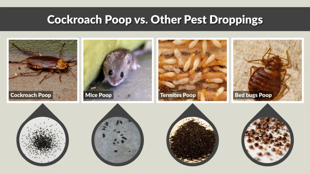 Cockroach Poop vs. Other Pest Droppings