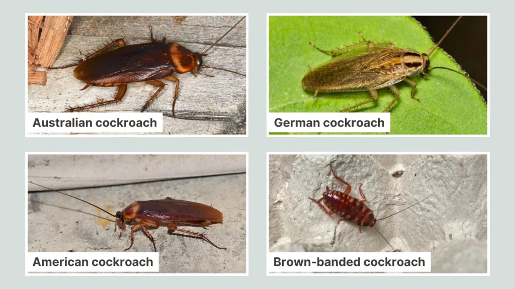 Cockroaches in Australia Common Species in Homes