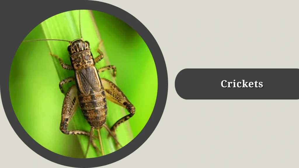 Crickets