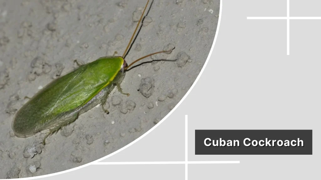 Cuban Cockroach