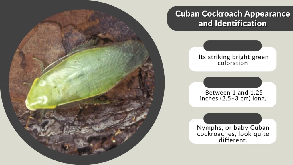 Cuban Cockroach Appearance and Identification