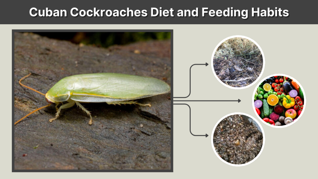 Cuban Cockroaches Diet and Feeding Habits