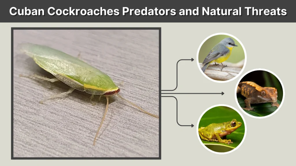 Cuban Cockroaches Predators and Natural Threats