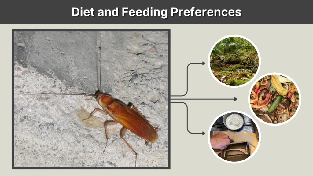 Diet and Feeding Preferences