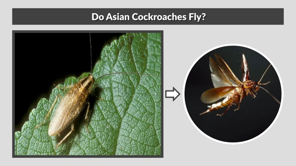 Do Asian Cockroaches Fly
