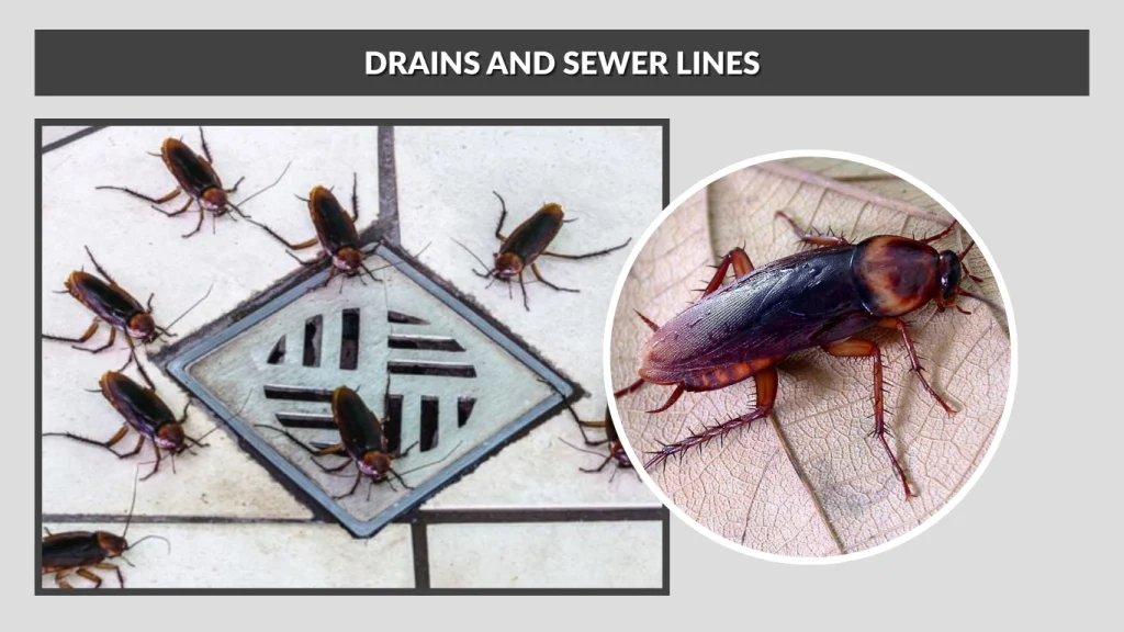 Drains and Sewer Lines
