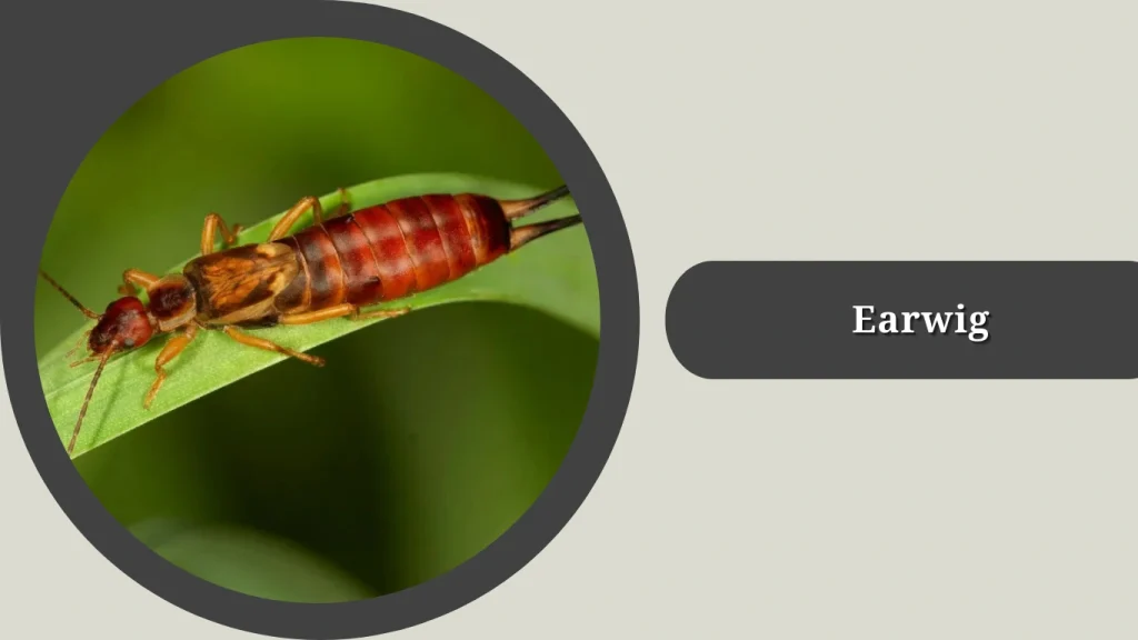 Earwig