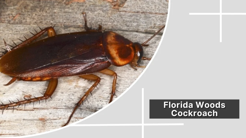 Florida Woods Cockroach