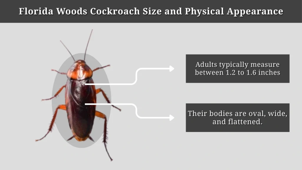 Florida Woods Cockroach Size and Physical Appearance