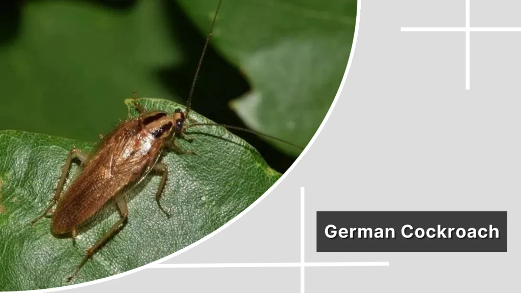 German Cockroach