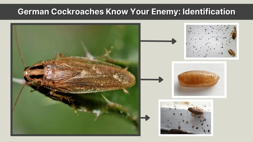 German Cockroaches Know Your Enemy Identification
