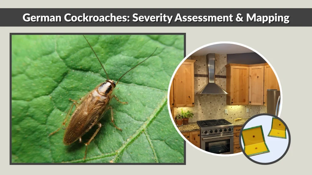 German Cockroaches Severity Assessment & Mapping