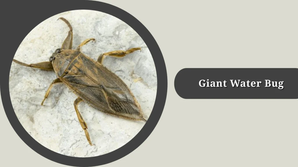Giant Water Bug