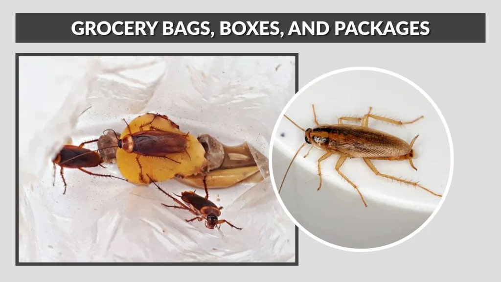 Grocery Bags, Boxes, and Packages