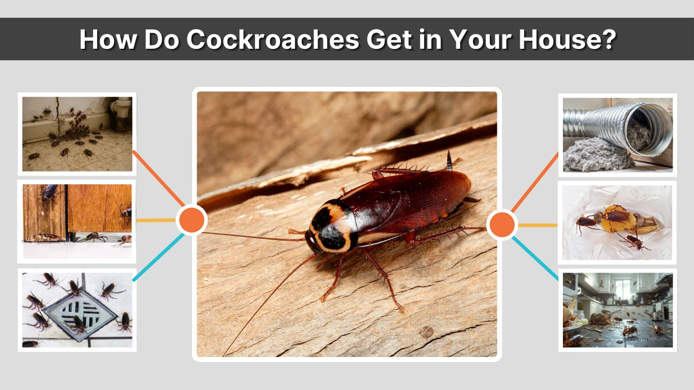 How Do Cockroaches Get in Your House 7 Common Entry Points 