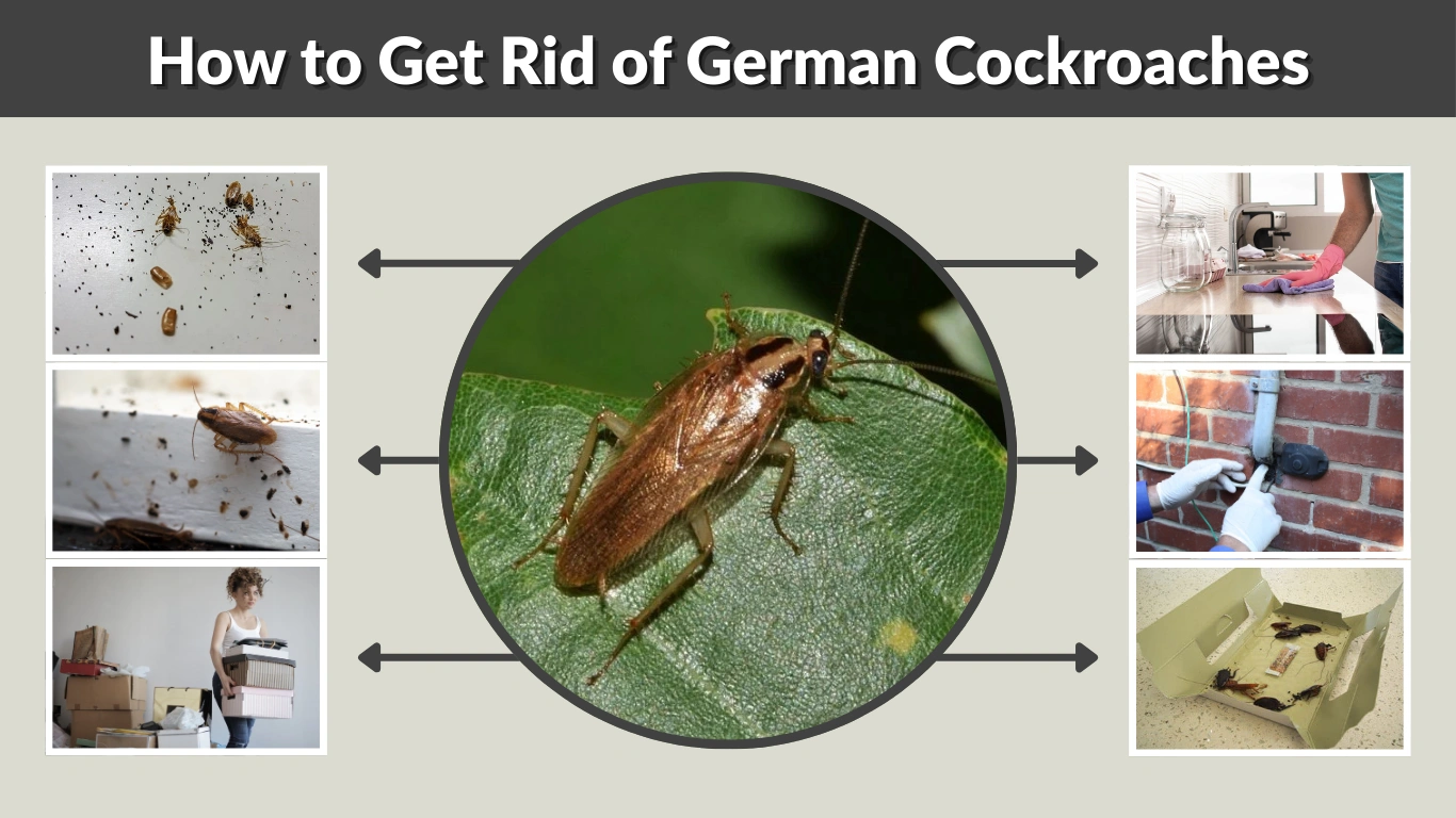 How to Get Rid of German Cockroaches Step-by-Step Guide