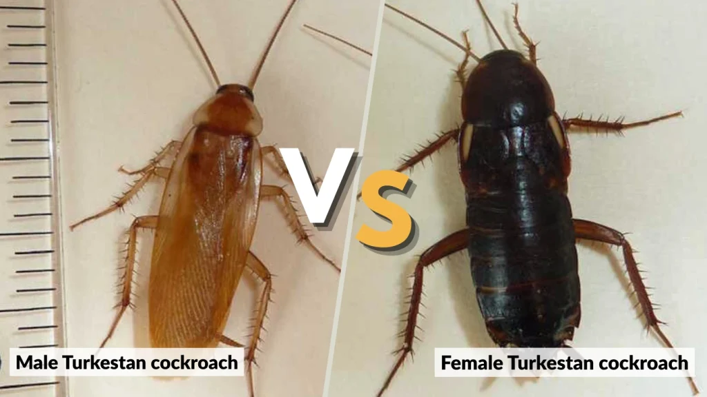 Identification Male vs. Female