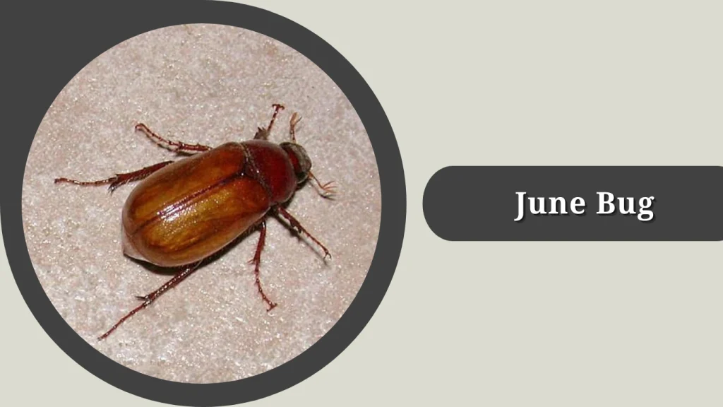 June Bug