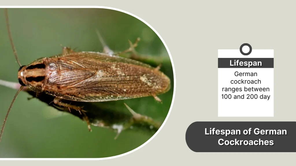 Lifespan of German Cockroaches