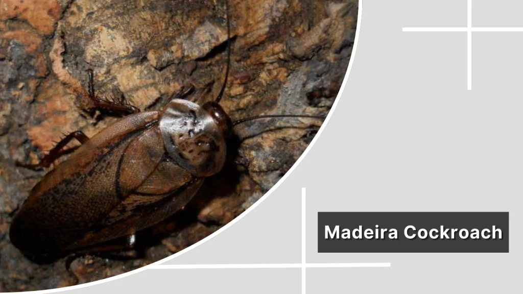 Madeira Cockroach