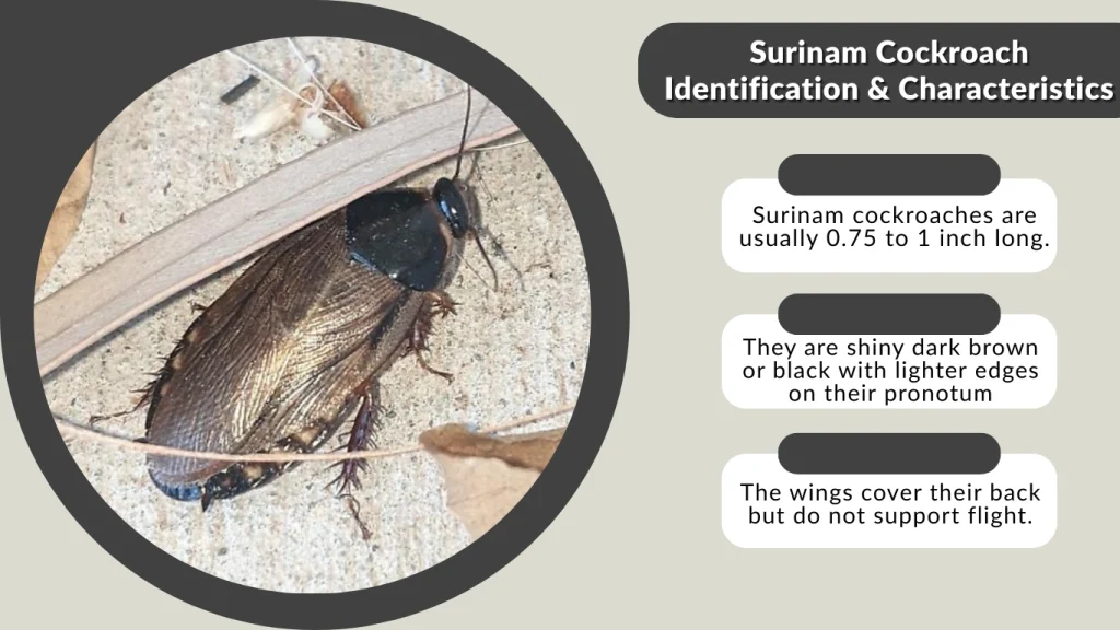 Surinam Cockroach Identification & Characteristics