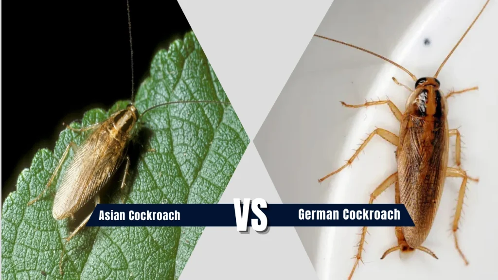 Asian Cockroach vs. German Cockroach