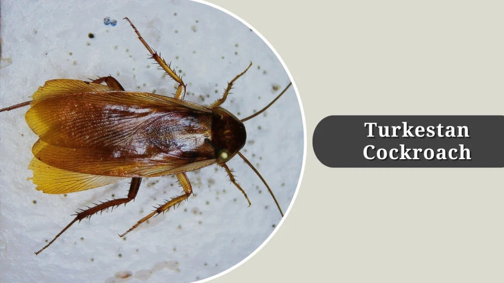 Turkestan Cockroach